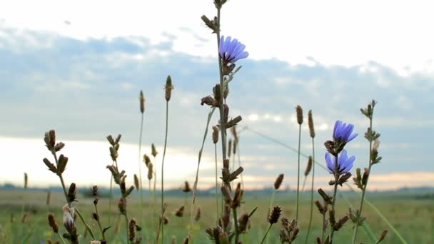 Violetta blommor i fältet mot himlen — Stockvideo