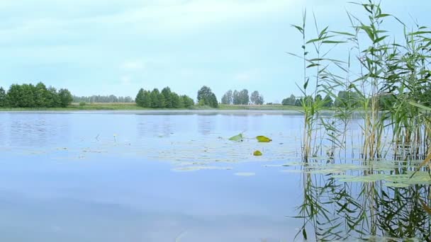 Ljusa landskap: blå vatten och grön vegetation på vattnet på en sommarmorgon — Stockvideo