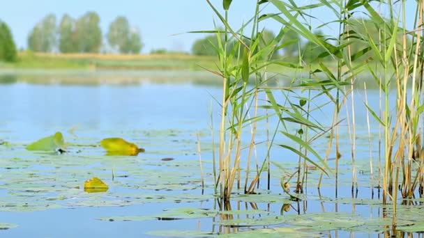 Яскравий пейзаж: блакитна вода і зелена рослинність на воді в літній ранок — стокове відео