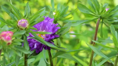 Bahçede mor çiçeklerle güzel bir bahar arkaplanı.