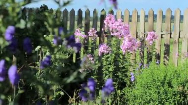 Güzel bahar arka bahçedeki pembe çiçekli.