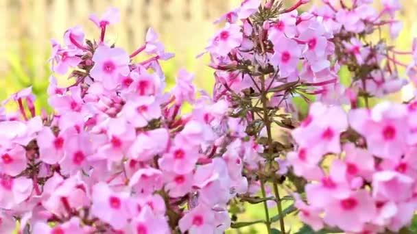 Achtergrond van het prachtige voorjaar met roze bloemen in de tuin. — Stockvideo