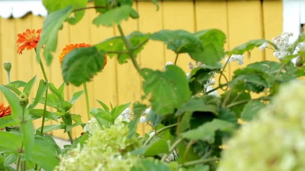 Красивый весенний фон с бордовыми цветами в саду . — стоковое видео