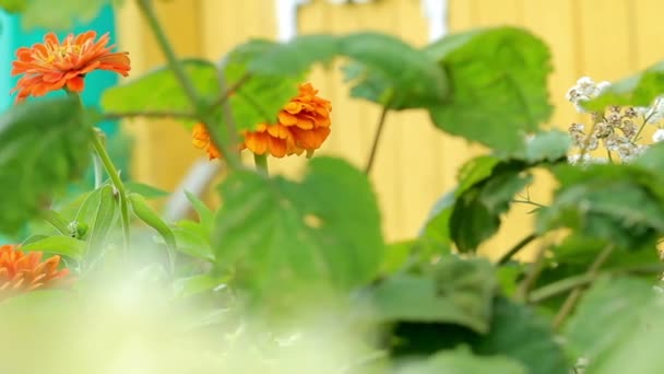 Hermoso fondo de primavera con flores granate en el jardín . — Vídeo de stock