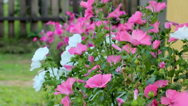 美丽的春天背景与栗色花园里的花. — 图库视频影像