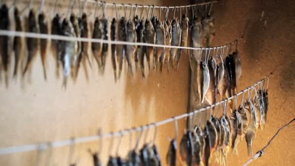 Fisherman fresh fish hangs on a rope. Dried fish hanging on a line — Stock Video