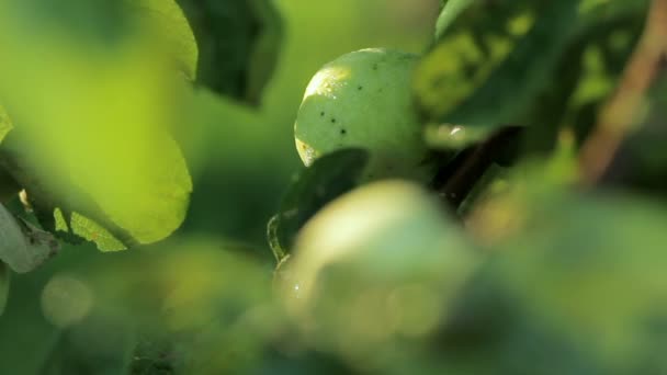 Red and green apples hanging on a branch of apple. Independent harvest garden vegetables. moving the camera — Stock Video