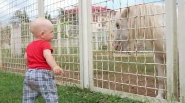 Çim pony besleme hayvanat bahçesindeki güzel bir çocuk. O bir çim çim kapalı akıntılar ve at davranır sunar