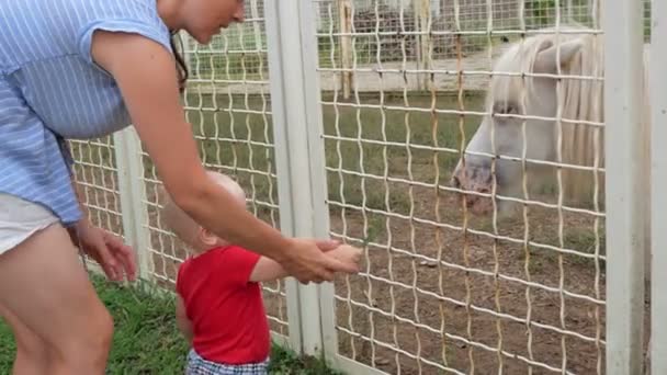 Söta unge på zoo utfodring gräs ponny med sin mor. Häst med glädje äter en behandla — Stockvideo
