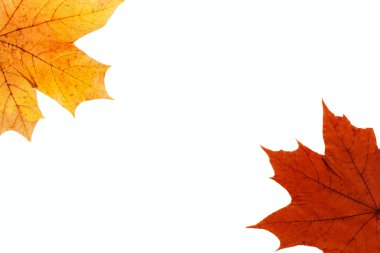 akçaağaç yaprağı