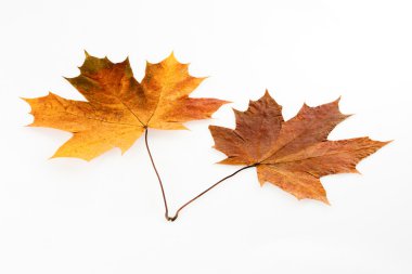 akçaağaç yaprağı