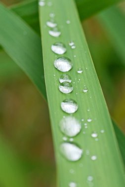yağmur dops çim bıçak