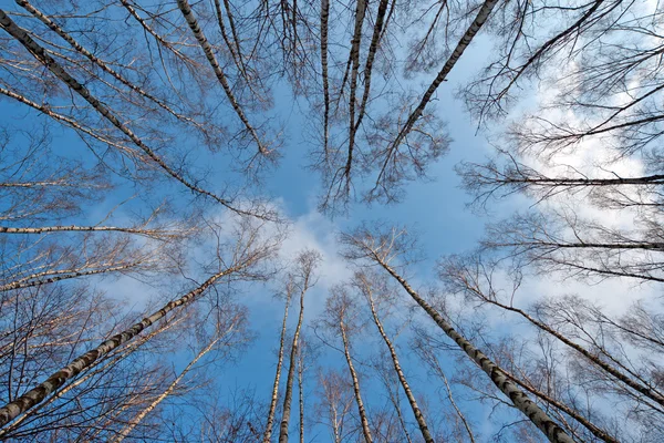 Koruny stromů — Stock fotografie