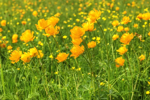 Globe-flowers field — Stock Photo, Image