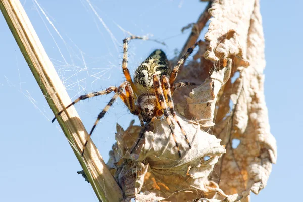 Aranha — Fotografia de Stock