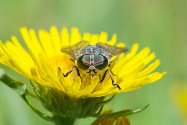 Gadfly no dente-de-leão — Fotografia de Stock