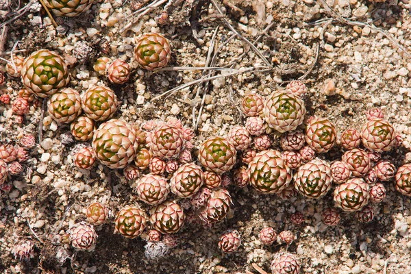 Orpine in mountains — Stock Photo, Image