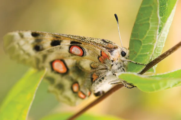 Nomion kelebek — Stok fotoğraf