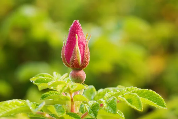 Άγριο τριαντάφυλλο μπουμπούκι με δροσιά — Φωτογραφία Αρχείου