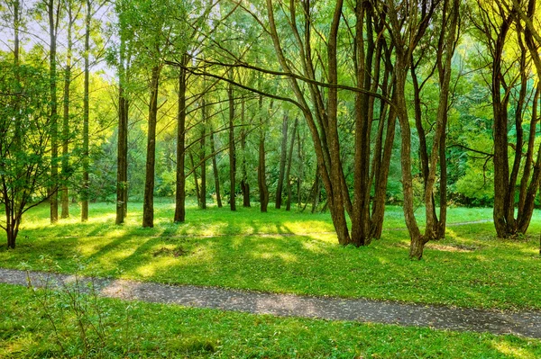 Matin en forêt — Photo