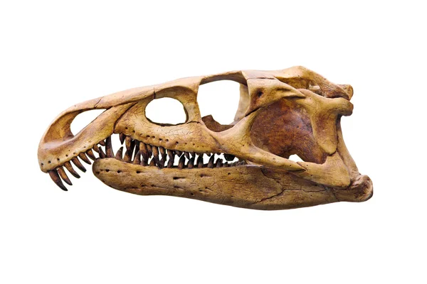 Dinosaur skull — Stock Photo, Image