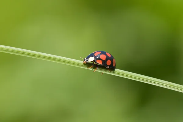 Lieveheersbeestje op gras stengel — Stockfoto