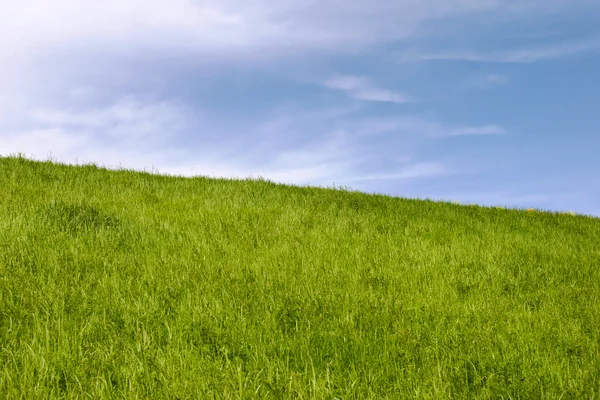 Green grass field — Stock Photo, Image