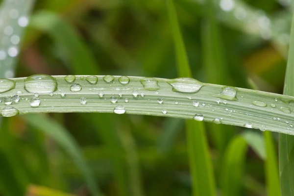 草のブレード上雨 dops — ストック写真