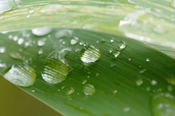 Regen dops op gras blade — Stockfoto