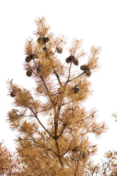 Ramo de pinho de ouro — Fotografia de Stock