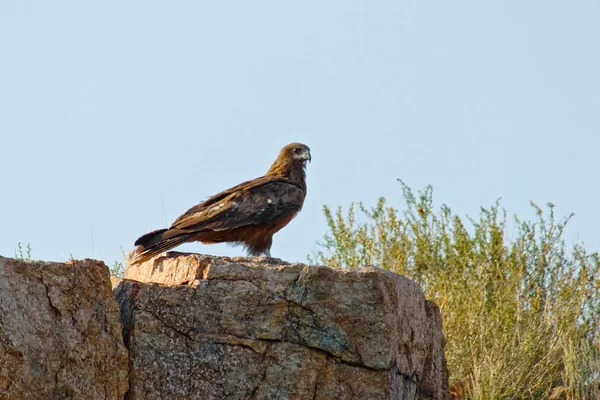 Adelaar in de lucht — Stockfoto