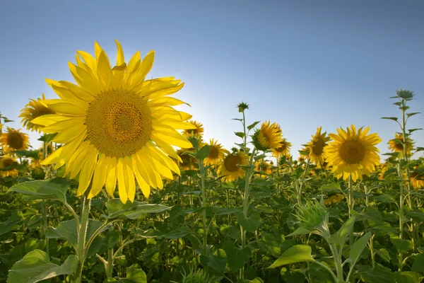 Zonnebloem veld — Stockfoto