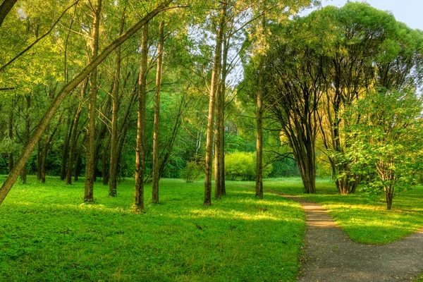 Sunlight rays in the forest — Stock Photo, Image