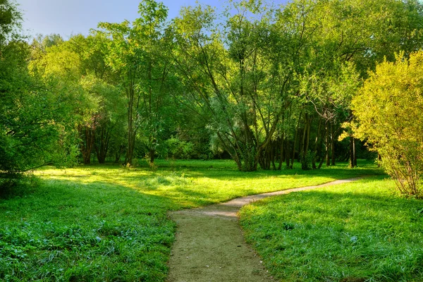 Morning in forest — Stock Photo, Image