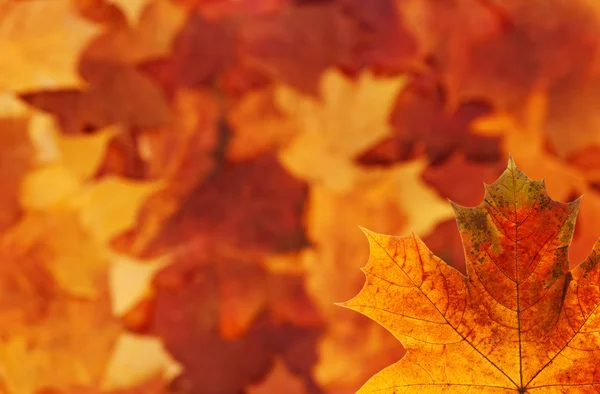 Maple leaf background — Stock Photo, Image