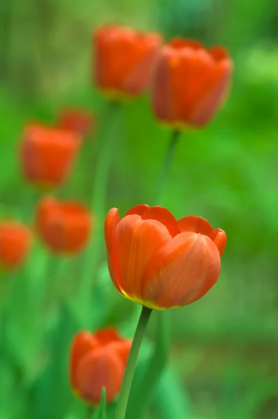 Manojo de tulipanes —  Fotos de Stock