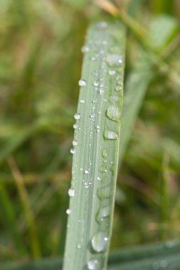 yağmur dops çim bıçak