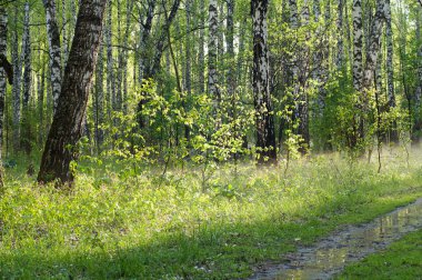 Huş ağacı orman sis ile