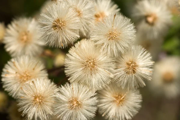 Många små blowballs — Stockfoto