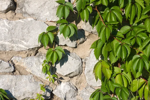 Hop on stone wall — Stock Photo, Image