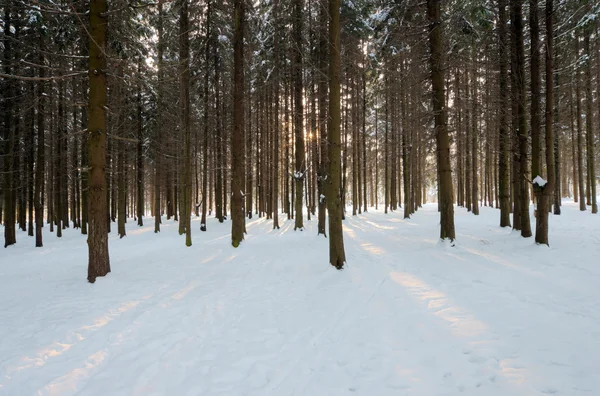 Sunlight rays in winter forest — Stock Photo, Image