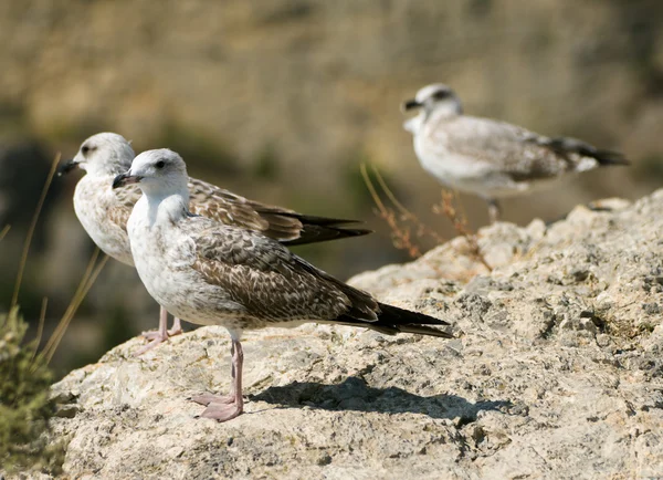 Seagull on the rock — Stock Photo, Image