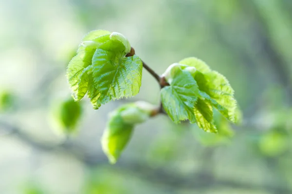 Young leaves — Stock Photo, Image