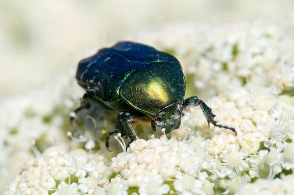 Escarabajo Cetonia aurata — Foto de Stock