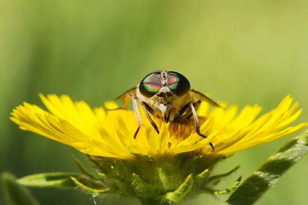 Gadfly en diente de león — Foto de Stock