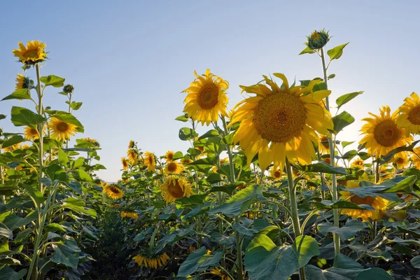 Zonnebloem veld — Stockfoto