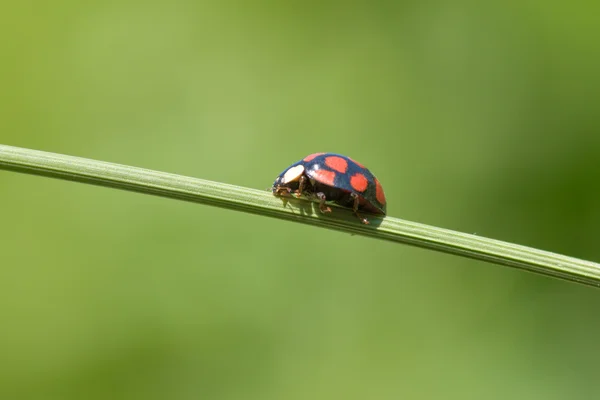 草茎上的瓢虫 — 图库照片