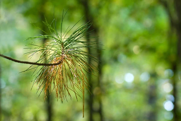 Гілка дерева сосни — стокове фото