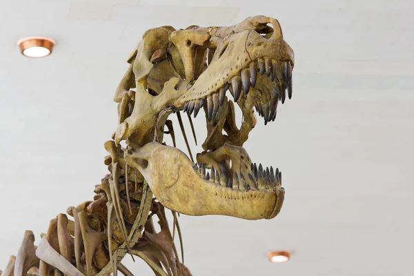 Tyrannosaurus kafatası