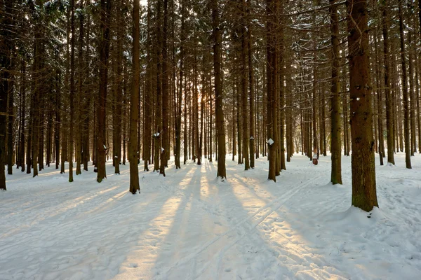 Sunlight rays in winter forest — Stock Photo, Image